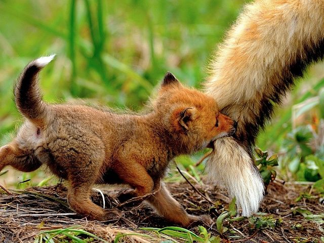 Cute Fox Cub Wallpaper juego de puzzle 