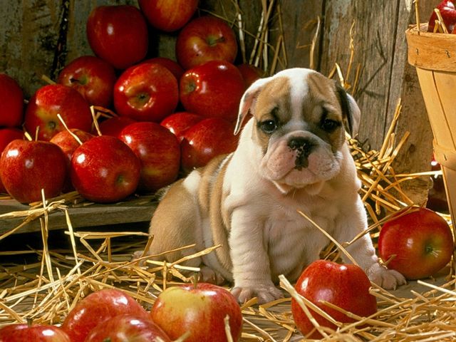 Cute Puppy among Apples juego de puzzle 