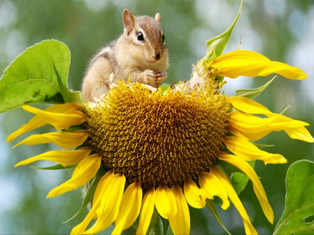 Cute Squirrel eats Sunflower juego de puzzle 
