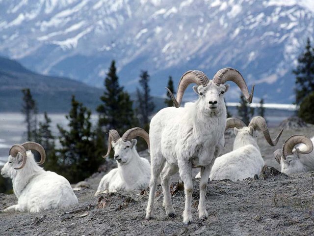 Dall Sheep Denali National Park Alaska - Denali National Park and Preserve is one of the world’s most scenic and wildlife-rich,  and one of Alaska’s most highly visited national parks in North America. <br />
In the six-million-acre park, larger than the state of Massachusetts, with harsh and rugged environment, can be seen some of the most iconic, large mammals, such as grizzly and brown bears, wolves, caribou, moose and the Dall sheep.<br />
Dall sheep spend most of their lives at high elevation, atop the steep slopes, where it is difficult for predators to reach them.<br />
Besides their snowy white coat, the Dall Sheep have another standout feature: their horns. Males of the species have huge curled horns, which continue to grow annually from spring to early fall and as a result, you can tell theirs age by horn growth rings. - , Dall, sheep, Denali, National, Park, Alaska, animals, animal, nature, places, preserve, preserves, scenic, wildlife, national, North, America, acre, state, Massachusetts, harsh, rugged, environment, iconic, mammals, grizzly, brown, bears, bear, wolves, wolf, caribou, moose, lives, life, elevation, steep, slopes, predators, predator, snowy, white, coat, standout, feature, horns, horn, males, species, horns, horn, annually, spring, fall, result, age, growth, rings, ring - Denali National Park and Preserve is one of the world’s most scenic and wildlife-rich,  and one of Alaska’s most highly visited national parks in North America. <br />
In the six-million-acre park, larger than the state of Massachusetts, with harsh and rugged environment, can be seen some of the most iconic, large mammals, such as grizzly and brown bears, wolves, caribou, moose and the Dall sheep.<br />
Dall sheep spend most of their lives at high elevation, atop the steep slopes, where it is difficult for predators to reach them.<br />
Besides their snowy white coat, the Dall Sheep have another standout feature: their horns. Males of the species have huge curled horns, which continue to grow annually from spring to early fall and as a result, you can tell theirs age by horn growth rings. Resuelve rompecabezas en línea gratis Dall Sheep Denali National Park Alaska juegos puzzle o enviar Dall Sheep Denali National Park Alaska juego de puzzle tarjetas electrónicas de felicitación  de puzzles-games.eu.. Dall Sheep Denali National Park Alaska puzzle, puzzles, rompecabezas juegos, puzzles-games.eu, juegos de puzzle, juegos en línea del rompecabezas, juegos gratis puzzle, juegos en línea gratis rompecabezas, Dall Sheep Denali National Park Alaska juego de puzzle gratuito, Dall Sheep Denali National Park Alaska juego de rompecabezas en línea, jigsaw puzzles, Dall Sheep Denali National Park Alaska jigsaw puzzle, jigsaw puzzle games, jigsaw puzzles games, Dall Sheep Denali National Park Alaska rompecabezas de juego tarjeta electrónica, juegos de puzzles tarjetas electrónicas, Dall Sheep Denali National Park Alaska puzzle tarjeta electrónica de felicitación