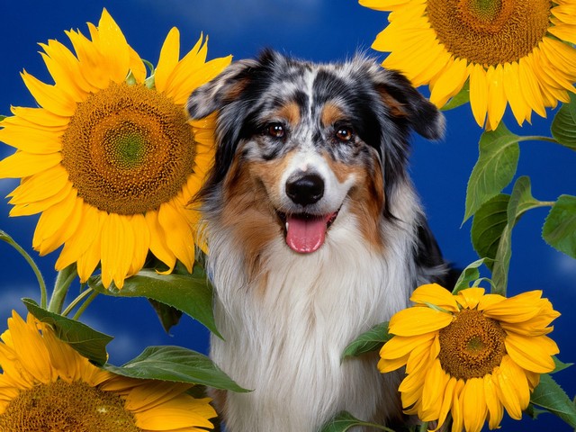 Dog among Sunflowers - A postcard of dog among sunflowers. - , dog, dogs, sunflowers, sunflower, animals, animal, postcard, postcards - A postcard of dog among sunflowers. Solve free online Dog among Sunflowers puzzle games or send Dog among Sunflowers puzzle game greeting ecards  from puzzles-games.eu.. Dog among Sunflowers puzzle, puzzles, puzzles games, puzzles-games.eu, puzzle games, online puzzle games, free puzzle games, free online puzzle games, Dog among Sunflowers free puzzle game, Dog among Sunflowers online puzzle game, jigsaw puzzles, Dog among Sunflowers jigsaw puzzle, jigsaw puzzle games, jigsaw puzzles games, Dog among Sunflowers puzzle game ecard, puzzles games ecards, Dog among Sunflowers puzzle game greeting ecard
