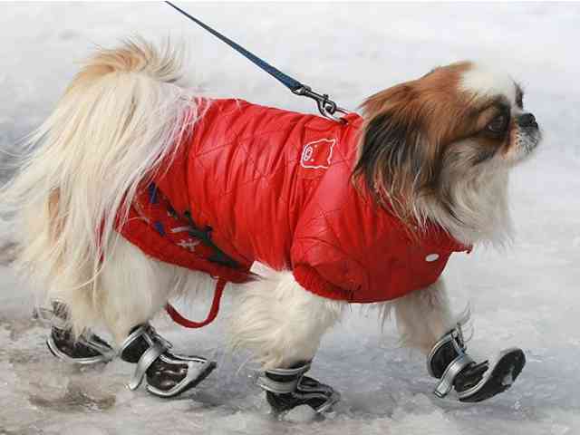 Dog with Boots - Dog with boots walking on the snow. - , Dog, with, Boots, animals, animal, dogs - Dog with boots walking on the snow. Solve free online Dog with Boots puzzle games or send Dog with Boots puzzle game greeting ecards  from puzzles-games.eu.. Dog with Boots puzzle, puzzles, puzzles games, puzzles-games.eu, puzzle games, online puzzle games, free puzzle games, free online puzzle games, Dog with Boots free puzzle game, Dog with Boots online puzzle game, jigsaw puzzles, Dog with Boots jigsaw puzzle, jigsaw puzzle games, jigsaw puzzles games, Dog with Boots puzzle game ecard, puzzles games ecards, Dog with Boots puzzle game greeting ecard