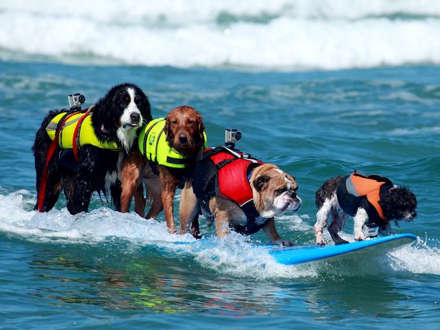 Dogs Surfing Talents Surf-a-Thon Del Mar California USA - 'Nani', a Bernese Mountain Dog (Berner Sennenhund) on a surf board in tandem with her team mates from 'SoCal Surf Dogs' club in San Diego, California , 'Dozer' an English Buldog, 'Ricochet' a Golden Retriever and 'Toby' a Shi Tzu Mix, during the competition 'Surf Dog Surf-a-Thon' of Helen Woodward Animal Center in Del Mar, San Diego County, California, USA (2010), an event which each year showcases the surfing talents of dogs, and serves for fundraising to help pets. This photo was displayed on the PR Newswire Big Screen in Times Square New York and Las Vegas. - , dogs, dog, surfing, talents, talent, Surf-a-Thon, Del, Mar, California, USA, animals, animal, places, place, travel, travels, tour, tours, trip, trips, Nani, Bernese, Mountain, mountains, Berner, Sennenhund, surf, board, boards, tandem, tandems, team, teams, mates, mate, SoCal, club, clubs, San, Diego, Dozer, English, Buldog, Ricochet, Golden, Retriever, Toby, Shi, Tzu, Mix, competition, competitions, Helen, Woodward, Center, centers, county, counties, 2010, event, events, pets, pet, photo, potos, PR, Newswire, Big, Screen, Times, Square, New, York, Las, Vegas - 'Nani', a Bernese Mountain Dog (Berner Sennenhund) on a surf board in tandem with her team mates from 'SoCal Surf Dogs' club in San Diego, California , 'Dozer' an English Buldog, 'Ricochet' a Golden Retriever and 'Toby' a Shi Tzu Mix, during the competition 'Surf Dog Surf-a-Thon' of Helen Woodward Animal Center in Del Mar, San Diego County, California, USA (2010), an event which each year showcases the surfing talents of dogs, and serves for fundraising to help pets. This photo was displayed on the PR Newswire Big Screen in Times Square New York and Las Vegas. Solve free online Dogs Surfing Talents Surf-a-Thon Del Mar California USA puzzle games or send Dogs Surfing Talents Surf-a-Thon Del Mar California USA puzzle game greeting ecards  from puzzles-games.eu.. Dogs Surfing Talents Surf-a-Thon Del Mar California USA puzzle, puzzles, puzzles games, puzzles-games.eu, puzzle games, online puzzle games, free puzzle games, free online puzzle games, Dogs Surfing Talents Surf-a-Thon Del Mar California USA free puzzle game, Dogs Surfing Talents Surf-a-Thon Del Mar California USA online puzzle game, jigsaw puzzles, Dogs Surfing Talents Surf-a-Thon Del Mar California USA jigsaw puzzle, jigsaw puzzle games, jigsaw puzzles games, Dogs Surfing Talents Surf-a-Thon Del Mar California USA puzzle game ecard, puzzles games ecards, Dogs Surfing Talents Surf-a-Thon Del Mar California USA puzzle game greeting ecard