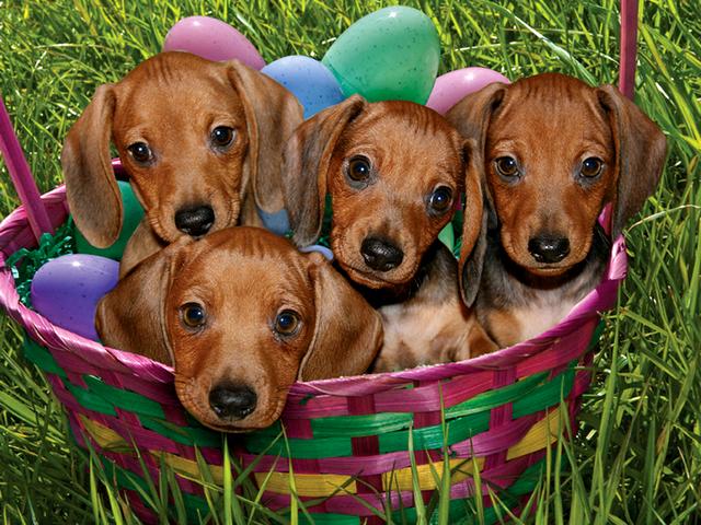 Easter Dachshund Puppies in Basket Greeting Card - Beautiful greeting card for the Easter holidays with little adorable dachshunds puppies, just a 12-week-old and coloured decorative eggs in a wicker basket. - , Easter, dachshund, dachshunds, puppies, puppy, basket, baskets, greeting, card, cards, animals, animal, holidays, holiday, cartoon, cartoons, beautiful, little, adorable, week, weeks, coloured, decorative, eggs, egg, wicker - Beautiful greeting card for the Easter holidays with little adorable dachshunds puppies, just a 12-week-old and coloured decorative eggs in a wicker basket. Solve free online Easter Dachshund Puppies in Basket Greeting Card puzzle games or send Easter Dachshund Puppies in Basket Greeting Card puzzle game greeting ecards  from puzzles-games.eu.. Easter Dachshund Puppies in Basket Greeting Card puzzle, puzzles, puzzles games, puzzles-games.eu, puzzle games, online puzzle games, free puzzle games, free online puzzle games, Easter Dachshund Puppies in Basket Greeting Card free puzzle game, Easter Dachshund Puppies in Basket Greeting Card online puzzle game, jigsaw puzzles, Easter Dachshund Puppies in Basket Greeting Card jigsaw puzzle, jigsaw puzzle games, jigsaw puzzles games, Easter Dachshund Puppies in Basket Greeting Card puzzle game ecard, puzzles games ecards, Easter Dachshund Puppies in Basket Greeting Card puzzle game greeting ecard