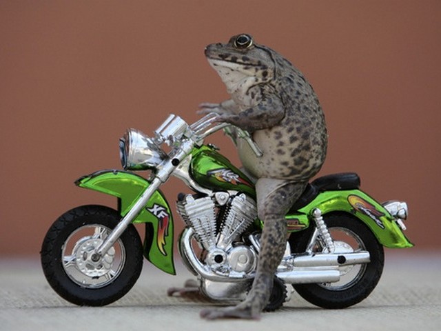 Froggy on a motorcycle - A froggy sitting on a toy motorcycle ready to start it. - , froggy, animals, animal, toy, motorcycle, motorcycles - A froggy sitting on a toy motorcycle ready to start it. Подреждайте безплатни онлайн Froggy on a motorcycle пъзел игри или изпратете Froggy on a motorcycle пъзел игра поздравителна картичка  от puzzles-games.eu.. Froggy on a motorcycle пъзел, пъзели, пъзели игри, puzzles-games.eu, пъзел игри, online пъзел игри, free пъзел игри, free online пъзел игри, Froggy on a motorcycle free пъзел игра, Froggy on a motorcycle online пъзел игра, jigsaw puzzles, Froggy on a motorcycle jigsaw puzzle, jigsaw puzzle games, jigsaw puzzles games, Froggy on a motorcycle пъзел игра картичка, пъзели игри картички, Froggy on a motorcycle пъзел игра поздравителна картичка