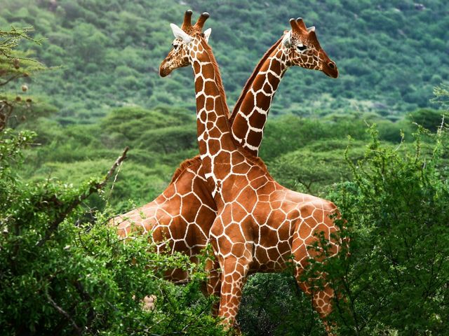 Giraffes Wallpaper - Wallpaper with two giraffes tenderly nestling into each other. The giraffes (Giraffa camelopardalis) are the tallest and the  largest African even-toed mammals, that inhabit savannas, grasslands and open woodlands. Their primary food source is acacia leaves, which most other herbivores cannot reach. - , giraffes, giraffe, wallpaper, wallpapers, animals, animal, tenderly, Giraffa, camelopardalis, tallest, largest, African, even-toed, mammals, mammal, savannas, savanna, grasslands, grassland, open, woodlands, woodland, primary, food, foods, source, sources, acacia, leaves, leaf, herbivores, herbivore - Wallpaper with two giraffes tenderly nestling into each other. The giraffes (Giraffa camelopardalis) are the tallest and the  largest African even-toed mammals, that inhabit savannas, grasslands and open woodlands. Their primary food source is acacia leaves, which most other herbivores cannot reach. Решайте бесплатные онлайн Giraffes Wallpaper пазлы игры или отправьте Giraffes Wallpaper пазл игру приветственную открытку  из puzzles-games.eu.. Giraffes Wallpaper пазл, пазлы, пазлы игры, puzzles-games.eu, пазл игры, онлайн пазл игры, игры пазлы бесплатно, бесплатно онлайн пазл игры, Giraffes Wallpaper бесплатно пазл игра, Giraffes Wallpaper онлайн пазл игра , jigsaw puzzles, Giraffes Wallpaper jigsaw puzzle, jigsaw puzzle games, jigsaw puzzles games, Giraffes Wallpaper пазл игра открытка, пазлы игры открытки, Giraffes Wallpaper пазл игра приветственная открытка