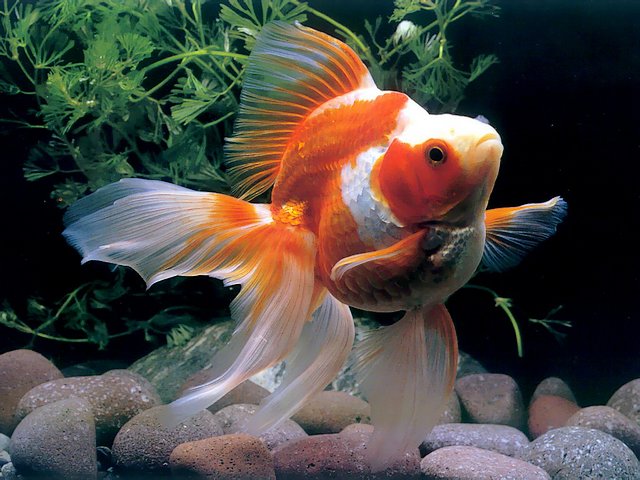 Goldfish - A gorgeous species of Goldfish (Carassius auratus) with a exquisite fantail, which resembles a wedding veil. The goldfish is a freshwater fish in the family Cyprinidae, a small reddish-golden Eurasian carp, domesticated in China more than a thousand years ago. The breeds of goldfish vary greatly in size, body shape, configuration of  the fin and coloration, with various combinations of white, yellow, orange, red, brown, and black. The goldfish is bred as a pet in ornamental ponds and aquariums. - , goldfish, wallpaper, wallpapers, animals, animal, gorgeous, species, Carassius, auratus, exquisite, fantail, wedding, veil, veils, freshwater, fish, fishes, family, families, Cyprinidae, reddish, golden, Eurasian, carp, carps, China, years, year, breeds, breed, size, sizes, body, bodies, shape, shapes, configuration, configurations, fin, fins, coloration, combinations, white, yellow, orange, red, brown, black, pet, pets, ornamental, ponds, pond, aquariums, aquarium - A gorgeous species of Goldfish (Carassius auratus) with a exquisite fantail, which resembles a wedding veil. The goldfish is a freshwater fish in the family Cyprinidae, a small reddish-golden Eurasian carp, domesticated in China more than a thousand years ago. The breeds of goldfish vary greatly in size, body shape, configuration of  the fin and coloration, with various combinations of white, yellow, orange, red, brown, and black. The goldfish is bred as a pet in ornamental ponds and aquariums. Solve free online Goldfish puzzle games or send Goldfish puzzle game greeting ecards  from puzzles-games.eu.. Goldfish puzzle, puzzles, puzzles games, puzzles-games.eu, puzzle games, online puzzle games, free puzzle games, free online puzzle games, Goldfish free puzzle game, Goldfish online puzzle game, jigsaw puzzles, Goldfish jigsaw puzzle, jigsaw puzzle games, jigsaw puzzles games, Goldfish puzzle game ecard, puzzles games ecards, Goldfish puzzle game greeting ecard
