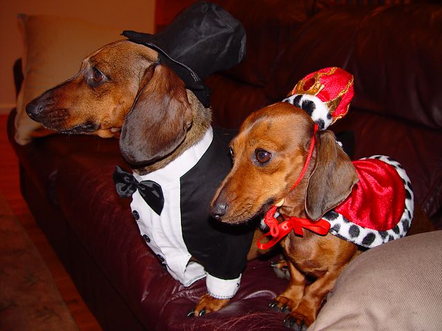 Halloween Dachshunds Philadelphia Pennsylvania - Dachshunds from Philadelphia, the largest city in the Commonwealth of Pennsylvania, in the Northeastern United States, dressed up in beautiful costumes for Halloween, which wait patiently to go out for a walk and 'trick or treating'. - , Halloween, dachshunds, dachshund, Philadelphia, Pennsylvania, animals, animal, holiday, holidays, places, place, tour, tours, trip, trips, feast, feasts, party, parties, festivity, festivities, celebration, celebrations, doxies, dackels, dackel, tekels, dachsies, largest, city, cities, commonwealth, commonwealths, Northeastern, United, States, beautiful, costumes, costume, patiently - Dachshunds from Philadelphia, the largest city in the Commonwealth of Pennsylvania, in the Northeastern United States, dressed up in beautiful costumes for Halloween, which wait patiently to go out for a walk and 'trick or treating'. Решайте бесплатные онлайн Halloween Dachshunds Philadelphia Pennsylvania пазлы игры или отправьте Halloween Dachshunds Philadelphia Pennsylvania пазл игру приветственную открытку  из puzzles-games.eu.. Halloween Dachshunds Philadelphia Pennsylvania пазл, пазлы, пазлы игры, puzzles-games.eu, пазл игры, онлайн пазл игры, игры пазлы бесплатно, бесплатно онлайн пазл игры, Halloween Dachshunds Philadelphia Pennsylvania бесплатно пазл игра, Halloween Dachshunds Philadelphia Pennsylvania онлайн пазл игра , jigsaw puzzles, Halloween Dachshunds Philadelphia Pennsylvania jigsaw puzzle, jigsaw puzzle games, jigsaw puzzles games, Halloween Dachshunds Philadelphia Pennsylvania пазл игра открытка, пазлы игры открытки, Halloween Dachshunds Philadelphia Pennsylvania пазл игра приветственная открытка
