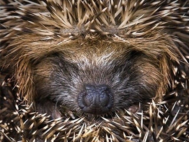 Hedgehog (Erinaceus) - The hedgehog (Erinaceus) is a spiny nocturnal mammal. - , hedgehog, hendehogs, Erinaceus, animals, animal, mammal, mammals, spiny, nocturnal - The hedgehog (Erinaceus) is a spiny nocturnal mammal. Solve free online Hedgehog (Erinaceus) puzzle games or send Hedgehog (Erinaceus) puzzle game greeting ecards  from puzzles-games.eu.. Hedgehog (Erinaceus) puzzle, puzzles, puzzles games, puzzles-games.eu, puzzle games, online puzzle games, free puzzle games, free online puzzle games, Hedgehog (Erinaceus) free puzzle game, Hedgehog (Erinaceus) online puzzle game, jigsaw puzzles, Hedgehog (Erinaceus) jigsaw puzzle, jigsaw puzzle games, jigsaw puzzles games, Hedgehog (Erinaceus) puzzle game ecard, puzzles games ecards, Hedgehog (Erinaceus) puzzle game greeting ecard