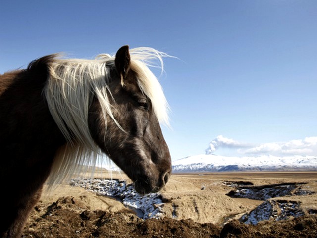 Horse in front of the Volcano - A picture of horse in front of the erupted volcano under the Eyjafjallajokul glacier in Iceland. - , horse, horses, volcano, volcanos, animals, animal, Eyjafjallajokul, glacier, glaciers, Iceland - A picture of horse in front of the erupted volcano under the Eyjafjallajokul glacier in Iceland. Решайте бесплатные онлайн Horse in front of the Volcano пазлы игры или отправьте Horse in front of the Volcano пазл игру приветственную открытку  из puzzles-games.eu.. Horse in front of the Volcano пазл, пазлы, пазлы игры, puzzles-games.eu, пазл игры, онлайн пазл игры, игры пазлы бесплатно, бесплатно онлайн пазл игры, Horse in front of the Volcano бесплатно пазл игра, Horse in front of the Volcano онлайн пазл игра , jigsaw puzzles, Horse in front of the Volcano jigsaw puzzle, jigsaw puzzle games, jigsaw puzzles games, Horse in front of the Volcano пазл игра открытка, пазлы игры открытки, Horse in front of the Volcano пазл игра приветственная открытка
