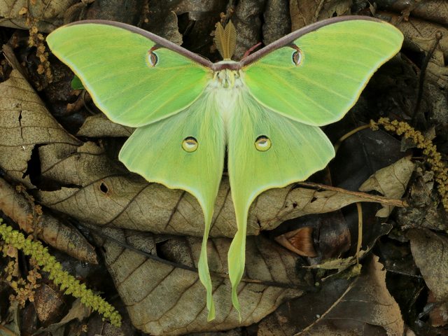 Luna Moth - The Luna moth (Actias luna) with a wingspan of up to 114 mm is one of the largest moths, widespread in North America, northern Mexico, from Quebec to Nova Scotia in Canada, as far south as central Florida. The Luna moth is a lime-green, Nearctic Saturniid moth in the family Saturniidae, which appears more commonly at night, with long pointed hind wings and eye spots on them in order to confuse potential predators. The adults do not eat and live approximately one week solely to mate. - , Luna, moth, moths, animals, animal, Actias, wingspan, North, America, northern, Mexico, Quebec, Nova, Scottia, Canada, south, central, Florida, lime, green, Nearctic, Saturniid, family, families, Saturniidae, night, pointed, hind, wings, wing, eye, spots, spot, potential, predators, predator, adults, adult, week, weeks - The Luna moth (Actias luna) with a wingspan of up to 114 mm is one of the largest moths, widespread in North America, northern Mexico, from Quebec to Nova Scotia in Canada, as far south as central Florida. The Luna moth is a lime-green, Nearctic Saturniid moth in the family Saturniidae, which appears more commonly at night, with long pointed hind wings and eye spots on them in order to confuse potential predators. The adults do not eat and live approximately one week solely to mate. Lösen Sie kostenlose Luna Moth Online Puzzle Spiele oder senden Sie Luna Moth Puzzle Spiel Gruß ecards  from puzzles-games.eu.. Luna Moth puzzle, Rätsel, puzzles, Puzzle Spiele, puzzles-games.eu, puzzle games, Online Puzzle Spiele, kostenlose Puzzle Spiele, kostenlose Online Puzzle Spiele, Luna Moth kostenlose Puzzle Spiel, Luna Moth Online Puzzle Spiel, jigsaw puzzles, Luna Moth jigsaw puzzle, jigsaw puzzle games, jigsaw puzzles games, Luna Moth Puzzle Spiel ecard, Puzzles Spiele ecards, Luna Moth Puzzle Spiel Gruß ecards