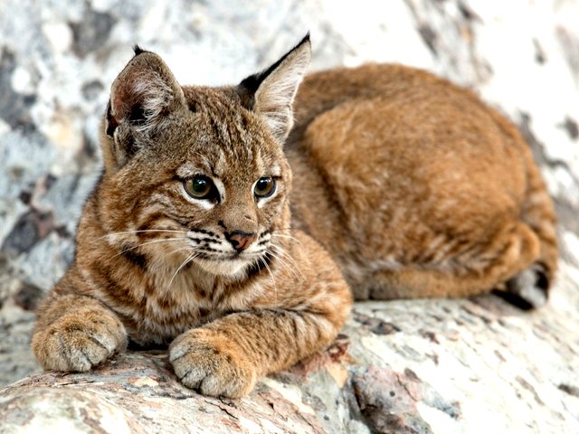 Lynx Kitten Wallpaper juego de puzzle 