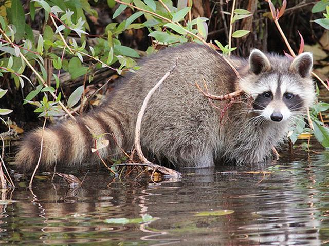 Northern Raccoon пазл игру 