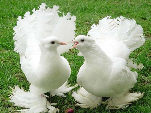 Pigeons - Beautiful pair of Royal racing pigeons. - , Pigeons, pigeon, animals, animal, Royal, birds, bird - Beautiful pair of Royal racing pigeons. Solve free online Pigeons puzzle games or send Pigeons puzzle game greeting ecards  from puzzles-games.eu.. Pigeons puzzle, puzzles, puzzles games, puzzles-games.eu, puzzle games, online puzzle games, free puzzle games, free online puzzle games, Pigeons free puzzle game, Pigeons online puzzle game, jigsaw puzzles, Pigeons jigsaw puzzle, jigsaw puzzle games, jigsaw puzzles games, Pigeons puzzle game ecard, puzzles games ecards, Pigeons puzzle game greeting ecard