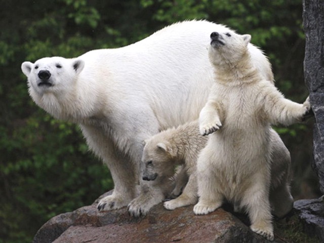 Polar Bear Cubs with Mother - The first public debut of the polar bear's cubs with their mother Aisaqvaq at St. Felicien Wildlife Zoo in Quebec, Canada (June 2, 2010). - , polar, bear, bears, cubs, cub, mother, mothers, animals, animal, public, debut, debutes, Aisaqvaq, St., Felicien, Wildlife, Zoo, Quebec, Canada - The first public debut of the polar bear's cubs with their mother Aisaqvaq at St. Felicien Wildlife Zoo in Quebec, Canada (June 2, 2010). Lösen Sie kostenlose Polar Bear Cubs with Mother Online Puzzle Spiele oder senden Sie Polar Bear Cubs with Mother Puzzle Spiel Gruß ecards  from puzzles-games.eu.. Polar Bear Cubs with Mother puzzle, Rätsel, puzzles, Puzzle Spiele, puzzles-games.eu, puzzle games, Online Puzzle Spiele, kostenlose Puzzle Spiele, kostenlose Online Puzzle Spiele, Polar Bear Cubs with Mother kostenlose Puzzle Spiel, Polar Bear Cubs with Mother Online Puzzle Spiel, jigsaw puzzles, Polar Bear Cubs with Mother jigsaw puzzle, jigsaw puzzle games, jigsaw puzzles games, Polar Bear Cubs with Mother Puzzle Spiel ecard, Puzzles Spiele ecards, Polar Bear Cubs with Mother Puzzle Spiel Gruß ecards