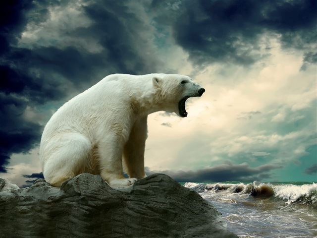 Polar Bear Wallpaper - Beautiful wallpaper with polar bear at the sea coast.<br />
Polar bears are carnivoran marine mammals of the family Ursidae. They are widespread  largely throughout the Northern Hemisphere, the Arctic Ocean, its surrounding seas and land masses. <br />
Polar bears spend over 50% of their time hunting for food. Their diet mainly consists of seals because they need large amounts of fat to survive.<br />
They have a thick layer of body fat and a water-repellant coat that insulates them from the cold air and water. - , polar, bear, bears, wallpaper, wallpapers, animals, animal, beautiful, sea, coast, carnivoran, marine, mammals, mammal, family, Ursidae, Northern, Hemisphere, Arctic, Ocean, seas, and, surrounding, land, lands, food, diet, seals, sel, fat, thick, layer, body, fat, water, repellant, coat, cold, air - Beautiful wallpaper with polar bear at the sea coast.<br />
Polar bears are carnivoran marine mammals of the family Ursidae. They are widespread  largely throughout the Northern Hemisphere, the Arctic Ocean, its surrounding seas and land masses. <br />
Polar bears spend over 50% of their time hunting for food. Their diet mainly consists of seals because they need large amounts of fat to survive.<br />
They have a thick layer of body fat and a water-repellant coat that insulates them from the cold air and water. Подреждайте безплатни онлайн Polar Bear Wallpaper пъзел игри или изпратете Polar Bear Wallpaper пъзел игра поздравителна картичка  от puzzles-games.eu.. Polar Bear Wallpaper пъзел, пъзели, пъзели игри, puzzles-games.eu, пъзел игри, online пъзел игри, free пъзел игри, free online пъзел игри, Polar Bear Wallpaper free пъзел игра, Polar Bear Wallpaper online пъзел игра, jigsaw puzzles, Polar Bear Wallpaper jigsaw puzzle, jigsaw puzzle games, jigsaw puzzles games, Polar Bear Wallpaper пъзел игра картичка, пъзели игри картички, Polar Bear Wallpaper пъзел игра поздравителна картичка