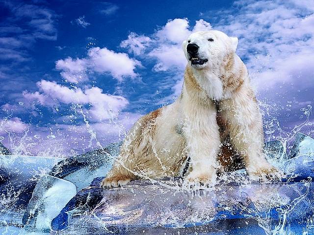 Poster with Polar Bear by Andrii Iurlov juego de puzzle 