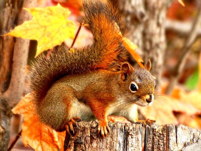 Red Squirrel in Autumn Wood Wallpaper пъзел игра 