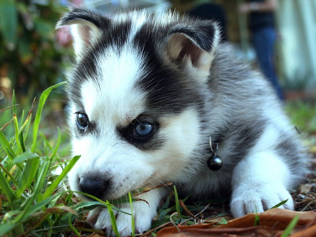 Siberian Husky Puppy - Cute siberian husky puppy with white and black fur and blue eyes.<br />
In almost all newborn husky puppies, the eyes are always blue. It is a dominant trait in the breed. Between 5 and 8 weeks of age, the color of eyes starts changing. Brown is the most common eye color, but many Siberian Huskies have striking blue eyes.<br />
They can also have one blue eye and one that is brown, or blue and brown coloring in both eyes. The color of their eyes is controlled by a rare gene that few dog breeds have. - , Siberian, Husky, Huskies, puppy, puppies, animals, animal, cute, white, black, fur, eyes, eye, newborn, dominant, trait, breed, breeds, weeks, week, age, color, brown, common, striking, coloring, rare, gene - Cute siberian husky puppy with white and black fur and blue eyes.<br />
In almost all newborn husky puppies, the eyes are always blue. It is a dominant trait in the breed. Between 5 and 8 weeks of age, the color of eyes starts changing. Brown is the most common eye color, but many Siberian Huskies have striking blue eyes.<br />
They can also have one blue eye and one that is brown, or blue and brown coloring in both eyes. The color of their eyes is controlled by a rare gene that few dog breeds have. Resuelve rompecabezas en línea gratis Siberian Husky Puppy juegos puzzle o enviar Siberian Husky Puppy juego de puzzle tarjetas electrónicas de felicitación  de puzzles-games.eu.. Siberian Husky Puppy puzzle, puzzles, rompecabezas juegos, puzzles-games.eu, juegos de puzzle, juegos en línea del rompecabezas, juegos gratis puzzle, juegos en línea gratis rompecabezas, Siberian Husky Puppy juego de puzzle gratuito, Siberian Husky Puppy juego de rompecabezas en línea, jigsaw puzzles, Siberian Husky Puppy jigsaw puzzle, jigsaw puzzle games, jigsaw puzzles games, Siberian Husky Puppy rompecabezas de juego tarjeta electrónica, juegos de puzzles tarjetas electrónicas, Siberian Husky Puppy puzzle tarjeta electrónica de felicitación