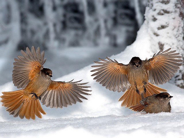 Siberian Jays by Fabrizio Moglia пазл игру 