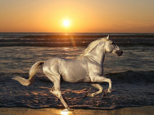 Silver Horse Wallpaper - Wallpaper with a gorgeous Silver horse, that is galloping with pride at the beach, during beautiful sunset. The pigments of the coat of horses with the basic colors as Chestnut, Bay, Brown and Black, may be modified by different  genes as Cream, Champagne, Dun, Pearl and Silver, and as a result to obtain an array of colors ranging from white to black. - , silver, horse, horses, wallpaper, wallpapers, animals, animal, gorgeous, pride, beach, beaches, beautiful, sunset, pigments, pigment, coat, coats, basic, colors, color, Chestnut, Bay, Brown, Black, genes, gene, Cream, Champagne, Dun, Pearl, result, results, array, white - Wallpaper with a gorgeous Silver horse, that is galloping with pride at the beach, during beautiful sunset. The pigments of the coat of horses with the basic colors as Chestnut, Bay, Brown and Black, may be modified by different  genes as Cream, Champagne, Dun, Pearl and Silver, and as a result to obtain an array of colors ranging from white to black. Solve free online Silver Horse Wallpaper puzzle games or send Silver Horse Wallpaper puzzle game greeting ecards  from puzzles-games.eu.. Silver Horse Wallpaper puzzle, puzzles, puzzles games, puzzles-games.eu, puzzle games, online puzzle games, free puzzle games, free online puzzle games, Silver Horse Wallpaper free puzzle game, Silver Horse Wallpaper online puzzle game, jigsaw puzzles, Silver Horse Wallpaper jigsaw puzzle, jigsaw puzzle games, jigsaw puzzles games, Silver Horse Wallpaper puzzle game ecard, puzzles games ecards, Silver Horse Wallpaper puzzle game greeting ecard