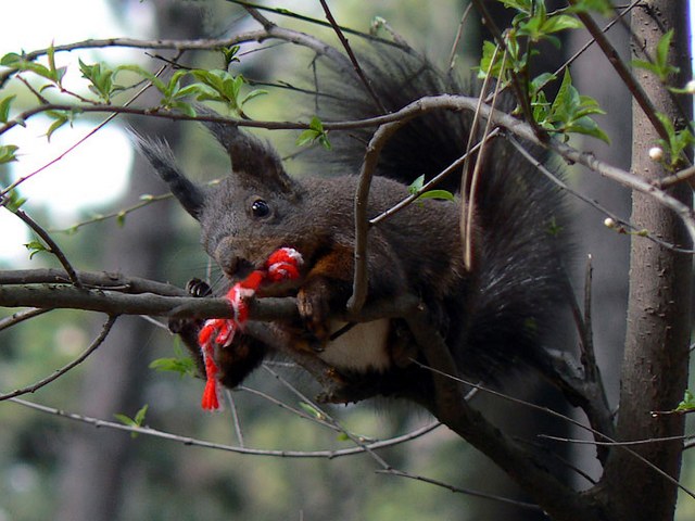 Squirrel on Branch with Martenitsa - A squirrel sitting on a tree branch, on which is tied a tassel of martenitsa . The red-and-white decoration woven of threads, a beautiful gift for 1st of March, the most celebrated spring feast in Bulgaria is supposed to be taken off when is seen the first signs that spring has already come, as a blooming tree or a stork. - , squirrel, squirres, branch, branches, martenitsa, martenitsi, animal, animals, tassel, tassels, red, white, decoration, decorations, threads, thread, beautiful, gift, gifts, March, spring, feast, feasts, Bulgaria, signs, sign, spring, tree, trees, stork, storks - A squirrel sitting on a tree branch, on which is tied a tassel of martenitsa . The red-and-white decoration woven of threads, a beautiful gift for 1st of March, the most celebrated spring feast in Bulgaria is supposed to be taken off when is seen the first signs that spring has already come, as a blooming tree or a stork. Solve free online Squirrel on Branch with Martenitsa puzzle games or send Squirrel on Branch with Martenitsa puzzle game greeting ecards  from puzzles-games.eu.. Squirrel on Branch with Martenitsa puzzle, puzzles, puzzles games, puzzles-games.eu, puzzle games, online puzzle games, free puzzle games, free online puzzle games, Squirrel on Branch with Martenitsa free puzzle game, Squirrel on Branch with Martenitsa online puzzle game, jigsaw puzzles, Squirrel on Branch with Martenitsa jigsaw puzzle, jigsaw puzzle games, jigsaw puzzles games, Squirrel on Branch with Martenitsa puzzle game ecard, puzzles games ecards, Squirrel on Branch with Martenitsa puzzle game greeting ecard