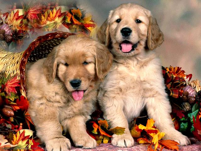 Thanksgiving Golden Retriever Puppies Post Card - A beautiful post card for Thanksgiving with cute Golden Retriever puppies, among cornucopia and autumn leaves decoration. - , Thanksgiving, Golden, Retriever, puppies, puppy, post, card, cards, animals, animal, cartoon, cartoons, holidays, holiday, feast, feasts, nature, natures, season, seasons, beautiful, cute, cornucopia, autumn, leaves, leaf, decoration, decorations - A beautiful post card for Thanksgiving with cute Golden Retriever puppies, among cornucopia and autumn leaves decoration. Lösen Sie kostenlose Thanksgiving Golden Retriever Puppies Post Card Online Puzzle Spiele oder senden Sie Thanksgiving Golden Retriever Puppies Post Card Puzzle Spiel Gruß ecards  from puzzles-games.eu.. Thanksgiving Golden Retriever Puppies Post Card puzzle, Rätsel, puzzles, Puzzle Spiele, puzzles-games.eu, puzzle games, Online Puzzle Spiele, kostenlose Puzzle Spiele, kostenlose Online Puzzle Spiele, Thanksgiving Golden Retriever Puppies Post Card kostenlose Puzzle Spiel, Thanksgiving Golden Retriever Puppies Post Card Online Puzzle Spiel, jigsaw puzzles, Thanksgiving Golden Retriever Puppies Post Card jigsaw puzzle, jigsaw puzzle games, jigsaw puzzles games, Thanksgiving Golden Retriever Puppies Post Card Puzzle Spiel ecard, Puzzles Spiele ecards, Thanksgiving Golden Retriever Puppies Post Card Puzzle Spiel Gruß ecards