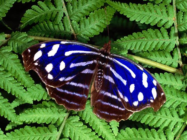 Tropical Blue Wave Butterfly - The Tropical Blue Wave, Blue-banded Purplewing or Royal Blue (Myscelia cyaniris), a.k.a. Cyan Bluewing from Nymphalidae family, is a small but striking beautiful butterfly with iridescent blue stripes of across upperside of wings. The underside is camouflaged in gray and brown, resembling a tree bark. Its wingspan is up to 3 inch.<br />
The Tropical Blue Wave butterfly is widespread in Central America and northern South America, from Mexico to Honduras, Costa Rica, Panama, Venezuela, Ecuador, and Peru, inhabiting rainforests at sea level to 700 m. Adults usually feed on rotting fruit and animal dung. - , Tropical, Blue, Wave, butterfly, butterflies, animals, animal, banded, Purplewing, Royal, Myscelia, cyaniris, Cyan, Nymphalidae, family, families, small, striking, beautiful, iridescent, stripes, stripe, upperside, wings, wing, underside, gray, brown, tree, bark, wingspan, Central, America, northern, South, Mexico, Honduras, Costa, Rica, Panama, Venezuela, Ecuador, Peru, rainforests, sea, level, adults, adult, fruit, dung - The Tropical Blue Wave, Blue-banded Purplewing or Royal Blue (Myscelia cyaniris), a.k.a. Cyan Bluewing from Nymphalidae family, is a small but striking beautiful butterfly with iridescent blue stripes of across upperside of wings. The underside is camouflaged in gray and brown, resembling a tree bark. Its wingspan is up to 3 inch.<br />
The Tropical Blue Wave butterfly is widespread in Central America and northern South America, from Mexico to Honduras, Costa Rica, Panama, Venezuela, Ecuador, and Peru, inhabiting rainforests at sea level to 700 m. Adults usually feed on rotting fruit and animal dung. Solve free online Tropical Blue Wave Butterfly puzzle games or send Tropical Blue Wave Butterfly puzzle game greeting ecards  from puzzles-games.eu.. Tropical Blue Wave Butterfly puzzle, puzzles, puzzles games, puzzles-games.eu, puzzle games, online puzzle games, free puzzle games, free online puzzle games, Tropical Blue Wave Butterfly free puzzle game, Tropical Blue Wave Butterfly online puzzle game, jigsaw puzzles, Tropical Blue Wave Butterfly jigsaw puzzle, jigsaw puzzle games, jigsaw puzzles games, Tropical Blue Wave Butterfly puzzle game ecard, puzzles games ecards, Tropical Blue Wave Butterfly puzzle game greeting ecard