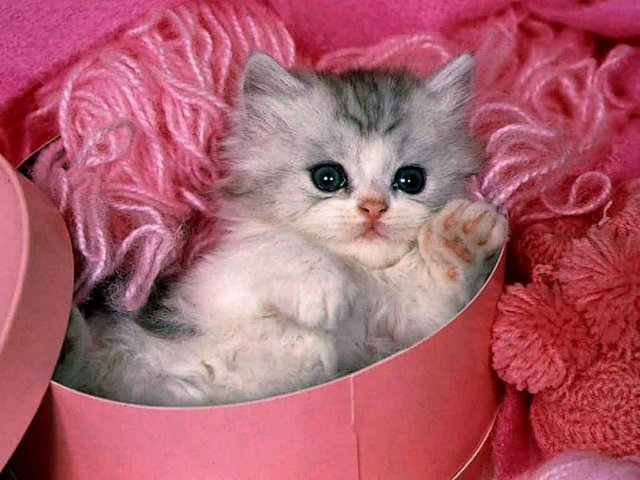 Valentines Day Cute Kitten Wallpaper - Wallpaper with a little cute kitten for Valentine's Day. - , Valentines, Day, days, cute, kitten, kittens, wallpaper, wallpapers, animals, animal, holidays, holiday, festival, festivals, celebrations, celebration, little, Valentine - Wallpaper with a little cute kitten for Valentine's Day. Lösen Sie kostenlose Valentines Day Cute Kitten Wallpaper Online Puzzle Spiele oder senden Sie Valentines Day Cute Kitten Wallpaper Puzzle Spiel Gruß ecards  from puzzles-games.eu.. Valentines Day Cute Kitten Wallpaper puzzle, Rätsel, puzzles, Puzzle Spiele, puzzles-games.eu, puzzle games, Online Puzzle Spiele, kostenlose Puzzle Spiele, kostenlose Online Puzzle Spiele, Valentines Day Cute Kitten Wallpaper kostenlose Puzzle Spiel, Valentines Day Cute Kitten Wallpaper Online Puzzle Spiel, jigsaw puzzles, Valentines Day Cute Kitten Wallpaper jigsaw puzzle, jigsaw puzzle games, jigsaw puzzles games, Valentines Day Cute Kitten Wallpaper Puzzle Spiel ecard, Puzzles Spiele ecards, Valentines Day Cute Kitten Wallpaper Puzzle Spiel Gruß ecards
