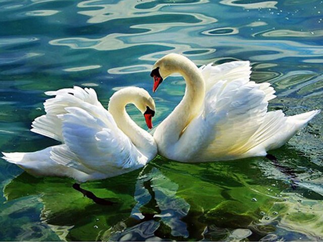 Valentines Day Swans Couple Wallpaper - Beautiful wallpaper for Valentines Day with graceful swans couple, a symbol of partnership for life. <br />
Their fidelity is so proverbial, that the image of two swimming swans with their necks entwined in the shape of a heart has become an universal symbol of love. - , Valentines, day, days, swans, swan, couple, couples, wallpaper, wallpapers, animals, animal, holiday, holidays, beautiful, graceful, symbol, partnership, life, fidelity, proverbial, image, necks, neck, shape, heart, universal, love - Beautiful wallpaper for Valentines Day with graceful swans couple, a symbol of partnership for life. <br />
Their fidelity is so proverbial, that the image of two swimming swans with their necks entwined in the shape of a heart has become an universal symbol of love. Resuelve rompecabezas en línea gratis Valentines Day Swans Couple Wallpaper juegos puzzle o enviar Valentines Day Swans Couple Wallpaper juego de puzzle tarjetas electrónicas de felicitación  de puzzles-games.eu.. Valentines Day Swans Couple Wallpaper puzzle, puzzles, rompecabezas juegos, puzzles-games.eu, juegos de puzzle, juegos en línea del rompecabezas, juegos gratis puzzle, juegos en línea gratis rompecabezas, Valentines Day Swans Couple Wallpaper juego de puzzle gratuito, Valentines Day Swans Couple Wallpaper juego de rompecabezas en línea, jigsaw puzzles, Valentines Day Swans Couple Wallpaper jigsaw puzzle, jigsaw puzzle games, jigsaw puzzles games, Valentines Day Swans Couple Wallpaper rompecabezas de juego tarjeta electrónica, juegos de puzzles tarjetas electrónicas, Valentines Day Swans Couple Wallpaper puzzle tarjeta electrónica de felicitación