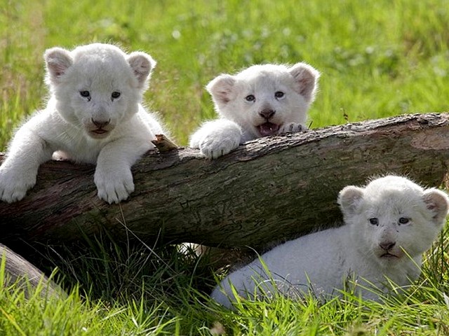 White Lion Cubs born in a British Zoo - Three rare white lion's cubs were born in a British Zoo at West Midland Safari Park in Worcestershire (July, 2009). - , white, lion, cubs, cub, British, Zoo, West, Midland, Safari, Park, Worcestershire - Three rare white lion's cubs were born in a British Zoo at West Midland Safari Park in Worcestershire (July, 2009). Solve free online White Lion Cubs born in a British Zoo puzzle games or send White Lion Cubs born in a British Zoo puzzle game greeting ecards  from puzzles-games.eu.. White Lion Cubs born in a British Zoo puzzle, puzzles, puzzles games, puzzles-games.eu, puzzle games, online puzzle games, free puzzle games, free online puzzle games, White Lion Cubs born in a British Zoo free puzzle game, White Lion Cubs born in a British Zoo online puzzle game, jigsaw puzzles, White Lion Cubs born in a British Zoo jigsaw puzzle, jigsaw puzzle games, jigsaw puzzles games, White Lion Cubs born in a British Zoo puzzle game ecard, puzzles games ecards, White Lion Cubs born in a British Zoo puzzle game greeting ecard