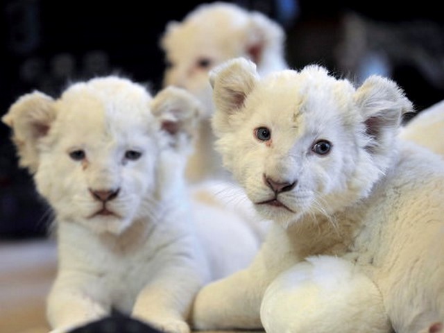 White Lion Cubs - The rare white lion's cubs with ordinary eye color are not albino. The white lion's fur color is caused by the missing gene called 'Chinchilla' (color inhibitor). - , white, lion, cubs, cub, animals, animal, rare, fur, furs, gene, genes, Chinchilla, color, inhibitor - The rare white lion's cubs with ordinary eye color are not albino. The white lion's fur color is caused by the missing gene called 'Chinchilla' (color inhibitor). Solve free online White Lion Cubs puzzle games or send White Lion Cubs puzzle game greeting ecards  from puzzles-games.eu.. White Lion Cubs puzzle, puzzles, puzzles games, puzzles-games.eu, puzzle games, online puzzle games, free puzzle games, free online puzzle games, White Lion Cubs free puzzle game, White Lion Cubs online puzzle game, jigsaw puzzles, White Lion Cubs jigsaw puzzle, jigsaw puzzle games, jigsaw puzzles games, White Lion Cubs puzzle game ecard, puzzles games ecards, White Lion Cubs puzzle game greeting ecard