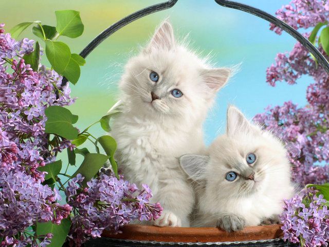 White Persian Kittens with Blue Eyes Wallpaper - Beautiful wallpaper of adorable Persian kittens with pure white,  fluffy like cashmere fur and glistening blue eyes with innocent angelic look, among fresh-cut blossoms of lilac. The breed of Persian cat has a placid and unpretentious nature, suitable for living in apartment and is popular pet in the United States. - , white, Persian, kittens, kitten, blue, eyes, eye, wallpaper, wallpapers, animals, animal, beautiful, adorable, pure, white, fluffy, cashmere, fur, furs, glistening, innocent, angelic, look, fresh, blossoms, blossom, lilac, breed, breeds, placid, unpretentious, nature, natures, apartment, apartments, popular, pet, pets, United, States, USA - Beautiful wallpaper of adorable Persian kittens with pure white,  fluffy like cashmere fur and glistening blue eyes with innocent angelic look, among fresh-cut blossoms of lilac. The breed of Persian cat has a placid and unpretentious nature, suitable for living in apartment and is popular pet in the United States. Lösen Sie kostenlose White Persian Kittens with Blue Eyes Wallpaper Online Puzzle Spiele oder senden Sie White Persian Kittens with Blue Eyes Wallpaper Puzzle Spiel Gruß ecards  from puzzles-games.eu.. White Persian Kittens with Blue Eyes Wallpaper puzzle, Rätsel, puzzles, Puzzle Spiele, puzzles-games.eu, puzzle games, Online Puzzle Spiele, kostenlose Puzzle Spiele, kostenlose Online Puzzle Spiele, White Persian Kittens with Blue Eyes Wallpaper kostenlose Puzzle Spiel, White Persian Kittens with Blue Eyes Wallpaper Online Puzzle Spiel, jigsaw puzzles, White Persian Kittens with Blue Eyes Wallpaper jigsaw puzzle, jigsaw puzzle games, jigsaw puzzles games, White Persian Kittens with Blue Eyes Wallpaper Puzzle Spiel ecard, Puzzles Spiele ecards, White Persian Kittens with Blue Eyes Wallpaper Puzzle Spiel Gruß ecards