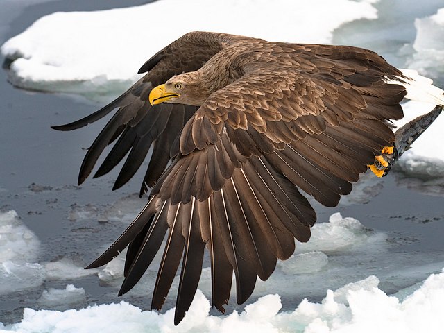 White-tailed Eagle by Blain Harasymiw пъзел игра 