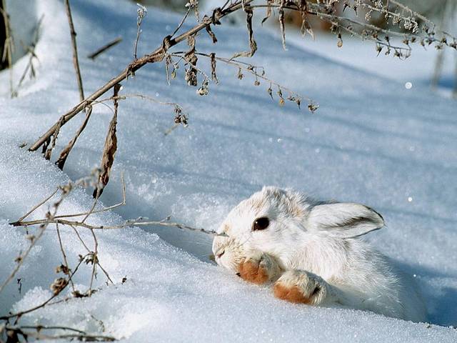 Winter Scene with White Bunny Wallpaper - Wallpaper with beautiful winter scene of a cute little white bunny, which stealthily peeping from the snow. - , winter, scene, scenes, white, bunny, bunnies, wallpaper, wallpapers, animals, animal, nature, natures, holiday, holidays, seasons, season, beautiful, cute, little, stealthily, snow, snows - Wallpaper with beautiful winter scene of a cute little white bunny, which stealthily peeping from the snow. Solve free online Winter Scene with White Bunny Wallpaper puzzle games or send Winter Scene with White Bunny Wallpaper puzzle game greeting ecards  from puzzles-games.eu.. Winter Scene with White Bunny Wallpaper puzzle, puzzles, puzzles games, puzzles-games.eu, puzzle games, online puzzle games, free puzzle games, free online puzzle games, Winter Scene with White Bunny Wallpaper free puzzle game, Winter Scene with White Bunny Wallpaper online puzzle game, jigsaw puzzles, Winter Scene with White Bunny Wallpaper jigsaw puzzle, jigsaw puzzle games, jigsaw puzzles games, Winter Scene with White Bunny Wallpaper puzzle game ecard, puzzles games ecards, Winter Scene with White Bunny Wallpaper puzzle game greeting ecard