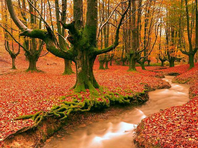 Autumn Beauty in Gorbea Natural Park Spain by Jesus Bravo - An incredibly enchanting photography by Jesus Ignacio Bravo Soler, depicting the beauty of an almost mystical forest with a carpet of beech leaves and a small stream that winds through trees covered with moss, lit by the sun in autumn. The picture is taken at Otxarreta (Otzarreta) beech forest within the Saldropo Wetland in the Gorbea Natural Park, near Vitoria city, a protected area located between the provinces of Alava and Vizcaya in the Basque Country of northern Spain. The Gorbea Natural Park is a popular destination for hikers, climbers and nature lovers that enjoy the rich flora and fauna. - , autumn, beauty, Gorbea, Natural, Park, parks, Spain, Jesus, Bravo, nature, natures, places, place, incredibly, enchanting, photography, photographys, mystical, forest, forests, carpet, carpets, beech, leaves, leaf, stream, streams, trees, tree, moss, sun, picture, pictures, Otxarreta, Otzarreta, Saldropo, Wetland, Vitoria, city, cities, area, areas, provinces, province, Alava, Vizcaya, Basque, Country, northern, destination, destinations, hikers, hiker, climbers, climber, flora, fauna - An incredibly enchanting photography by Jesus Ignacio Bravo Soler, depicting the beauty of an almost mystical forest with a carpet of beech leaves and a small stream that winds through trees covered with moss, lit by the sun in autumn. The picture is taken at Otxarreta (Otzarreta) beech forest within the Saldropo Wetland in the Gorbea Natural Park, near Vitoria city, a protected area located between the provinces of Alava and Vizcaya in the Basque Country of northern Spain. The Gorbea Natural Park is a popular destination for hikers, climbers and nature lovers that enjoy the rich flora and fauna. Решайте бесплатные онлайн Autumn Beauty in Gorbea Natural Park Spain by Jesus Bravo пазлы игры или отправьте Autumn Beauty in Gorbea Natural Park Spain by Jesus Bravo пазл игру приветственную открытку  из puzzles-games.eu.. Autumn Beauty in Gorbea Natural Park Spain by Jesus Bravo пазл, пазлы, пазлы игры, puzzles-games.eu, пазл игры, онлайн пазл игры, игры пазлы бесплатно, бесплатно онлайн пазл игры, Autumn Beauty in Gorbea Natural Park Spain by Jesus Bravo бесплатно пазл игра, Autumn Beauty in Gorbea Natural Park Spain by Jesus Bravo онлайн пазл игра , jigsaw puzzles, Autumn Beauty in Gorbea Natural Park Spain by Jesus Bravo jigsaw puzzle, jigsaw puzzle games, jigsaw puzzles games, Autumn Beauty in Gorbea Natural Park Spain by Jesus Bravo пазл игра открытка, пазлы игры открытки, Autumn Beauty in Gorbea Natural Park Spain by Jesus Bravo пазл игра приветственная открытка