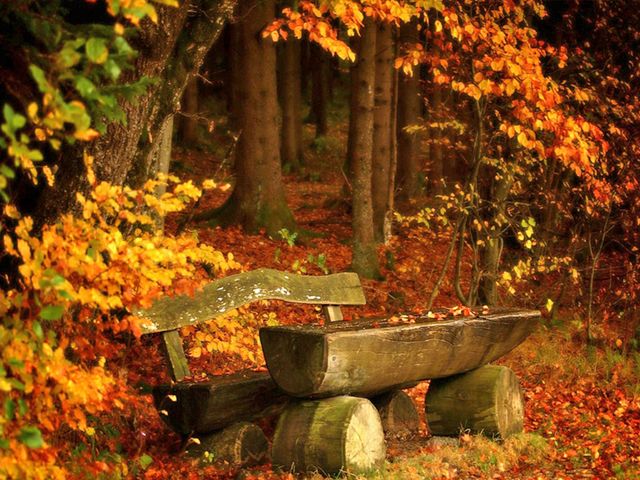 Autumn Landscape Wooden Bench in Forest Park - Beautiful landscape in autumn colors with wooden bench, a lovely place for a brief romantic respite in a forest park, strewn with yellow fallen leaves. - , autumn, landscape, landscapes, wooden, bench, benches, forest, forests, park, parks, nature, natures, beautiful, colors, color, lovely, place, places, romantic, respite, yellow, leaves, leaf - Beautiful landscape in autumn colors with wooden bench, a lovely place for a brief romantic respite in a forest park, strewn with yellow fallen leaves. Solve free online Autumn Landscape Wooden Bench in Forest Park puzzle games or send Autumn Landscape Wooden Bench in Forest Park puzzle game greeting ecards  from puzzles-games.eu.. Autumn Landscape Wooden Bench in Forest Park puzzle, puzzles, puzzles games, puzzles-games.eu, puzzle games, online puzzle games, free puzzle games, free online puzzle games, Autumn Landscape Wooden Bench in Forest Park free puzzle game, Autumn Landscape Wooden Bench in Forest Park online puzzle game, jigsaw puzzles, Autumn Landscape Wooden Bench in Forest Park jigsaw puzzle, jigsaw puzzle games, jigsaw puzzles games, Autumn Landscape Wooden Bench in Forest Park puzzle game ecard, puzzles games ecards, Autumn Landscape Wooden Bench in Forest Park puzzle game greeting ecard
