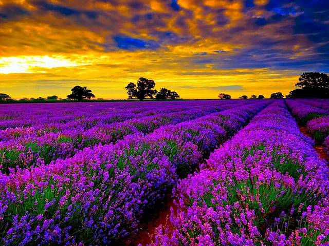 Lavender Flowers Field juego de puzzle 