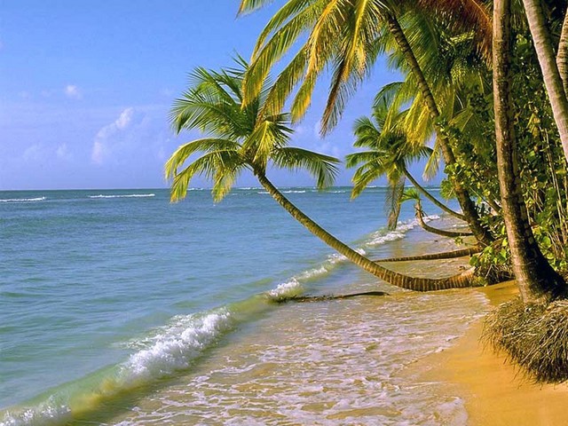 Palm - Palm at the Beach - , Palm, Beach, nature, seaside, sea, ocean - Palm at the Beach Solve free online Palm puzzle games or send Palm puzzle game greeting ecards  from puzzles-games.eu.. Palm puzzle, puzzles, puzzles games, puzzles-games.eu, puzzle games, online puzzle games, free puzzle games, free online puzzle games, Palm free puzzle game, Palm online puzzle game, jigsaw puzzles, Palm jigsaw puzzle, jigsaw puzzle games, jigsaw puzzles games, Palm puzzle game ecard, puzzles games ecards, Palm puzzle game greeting ecard