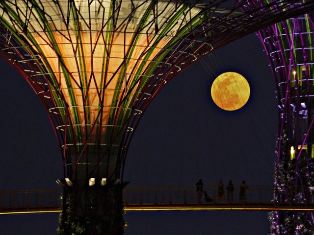 Super Moon at Skyway between Supertrees in Singapore - Visitors are enjoying the breathtaking view of the rising 'Super moon' from walkway at the skyway between two Supertrees in the grove of the 'Gardens by the Bay', a park spanning 101 hectares (250 acres) of reclaimed land in central Singapore (June 23, 2013). Supertrees are tree-like structures with heights that range between 25 metres (82 ft) and 50 metres (160 ft), vertical gardens working as environmental engines. - , super, moon, supermoon, skyway, supertrees, super, tree, trees, Singapore, nature, natures, places, place, visitors, visitor, breathtaking, view, views, walkway, grove, groves, gardens, garden, bay, park, parks, reclaimed, land, central, June, 2013, structures, structure, environmental, engines, engine - Visitors are enjoying the breathtaking view of the rising 'Super moon' from walkway at the skyway between two Supertrees in the grove of the 'Gardens by the Bay', a park spanning 101 hectares (250 acres) of reclaimed land in central Singapore (June 23, 2013). Supertrees are tree-like structures with heights that range between 25 metres (82 ft) and 50 metres (160 ft), vertical gardens working as environmental engines. Решайте бесплатные онлайн Super Moon at Skyway between Supertrees in Singapore пазлы игры или отправьте Super Moon at Skyway between Supertrees in Singapore пазл игру приветственную открытку  из puzzles-games.eu.. Super Moon at Skyway between Supertrees in Singapore пазл, пазлы, пазлы игры, puzzles-games.eu, пазл игры, онлайн пазл игры, игры пазлы бесплатно, бесплатно онлайн пазл игры, Super Moon at Skyway between Supertrees in Singapore бесплатно пазл игра, Super Moon at Skyway between Supertrees in Singapore онлайн пазл игра , jigsaw puzzles, Super Moon at Skyway between Supertrees in Singapore jigsaw puzzle, jigsaw puzzle games, jigsaw puzzles games, Super Moon at Skyway between Supertrees in Singapore пазл игра открытка, пазлы игры открытки, Super Moon at Skyway between Supertrees in Singapore пазл игра приветственная открытка