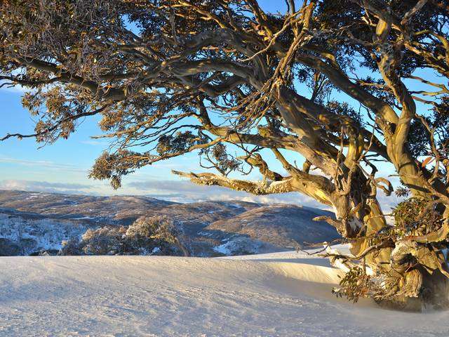 Winter Landscape Snow Gum Bogong Creek Thredbo New South Wales Australia - Winter landscape with an eucalyptus tree called 