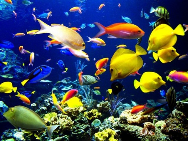 Beauty - The Ocean beauty with tropical fishes. - , Beauty, ocean, life, tropic, fish, fishes - The Ocean beauty with tropical fishes. Lösen Sie kostenlose Beauty Online Puzzle Spiele oder senden Sie Beauty Puzzle Spiel Gruß ecards  from puzzles-games.eu.. Beauty puzzle, Rätsel, puzzles, Puzzle Spiele, puzzles-games.eu, puzzle games, Online Puzzle Spiele, kostenlose Puzzle Spiele, kostenlose Online Puzzle Spiele, Beauty kostenlose Puzzle Spiel, Beauty Online Puzzle Spiel, jigsaw puzzles, Beauty jigsaw puzzle, jigsaw puzzle games, jigsaw puzzles games, Beauty Puzzle Spiel ecard, Puzzles Spiele ecards, Beauty Puzzle Spiel Gruß ecards