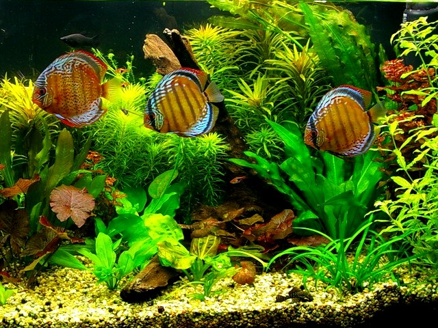 Discuses in the Home Aquarium - This Discuses (Symphysodon Aequifasciatus) in the home aquarium are native of streams in the Amason Basin. - , Discuses, Discus, home, aquarium, aquariums, ocean, life, lifes, Symphysodon, Aequifasciatus, Amason, Basin - This Discuses (Symphysodon Aequifasciatus) in the home aquarium are native of streams in the Amason Basin. Lösen Sie kostenlose Discuses in the Home Aquarium Online Puzzle Spiele oder senden Sie Discuses in the Home Aquarium Puzzle Spiel Gruß ecards  from puzzles-games.eu.. Discuses in the Home Aquarium puzzle, Rätsel, puzzles, Puzzle Spiele, puzzles-games.eu, puzzle games, Online Puzzle Spiele, kostenlose Puzzle Spiele, kostenlose Online Puzzle Spiele, Discuses in the Home Aquarium kostenlose Puzzle Spiel, Discuses in the Home Aquarium Online Puzzle Spiel, jigsaw puzzles, Discuses in the Home Aquarium jigsaw puzzle, jigsaw puzzle games, jigsaw puzzles games, Discuses in the Home Aquarium Puzzle Spiel ecard, Puzzles Spiele ecards, Discuses in the Home Aquarium Puzzle Spiel Gruß ecards