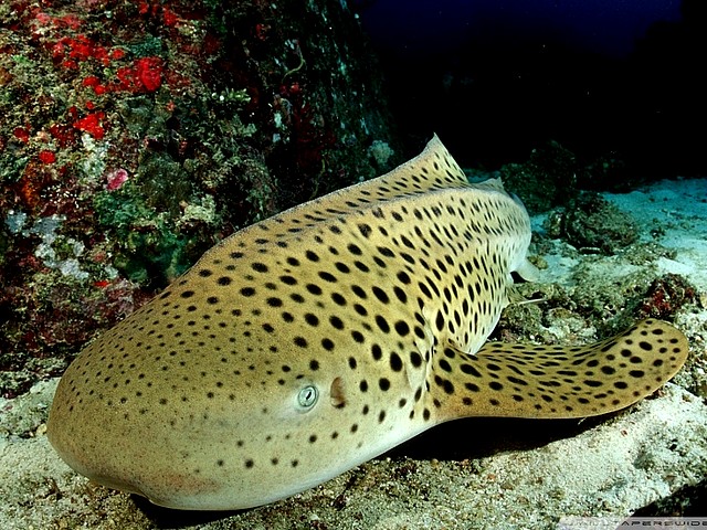 Zebra Shark Similan Islands Thailand - The zebra shark (Stegostoma fasciatum or varium) from family Stegostomatidae, which relaxes on the sea floor near the beautiful beaches of Similan Islands, the National park in Thailand. The zebra shark inhabits the tropical parts of the Indo-Pacific, the coral reefs and sands to a depth of 62 m. Because of the typical dark spots on a pale background, sometimes it is called a leopard shark (Triakis semifasciata), which lives along the Pacific coast of North America from the US state of Oregon to Mazatlan in Mexico. - , zebra, zebras, shark, sharks, Similan, Islands, island, Thailand, ocean, life, oceans, lives, animals, animal, places, place, nature, natures, travel, travels, tour, tours, trip, trips, Stegostoma, fasciatum, varium, family, families, Stegostomatidae, sea, seas, floor, floors, beautiful, beaches, beach, National, park, parks, tropical, parts, part, Indo-Pacific, coral, reefs, reef, sands, sand, depth, depths, typical, dark, spots, spot, pale, background, backgrounds, leopard, leopards, Triakis, semifasciata, Pacific, coast, coasts, North, America, US, state, states, Oregon, Mazatlan, Mexico - The zebra shark (Stegostoma fasciatum or varium) from family Stegostomatidae, which relaxes on the sea floor near the beautiful beaches of Similan Islands, the National park in Thailand. The zebra shark inhabits the tropical parts of the Indo-Pacific, the coral reefs and sands to a depth of 62 m. Because of the typical dark spots on a pale background, sometimes it is called a leopard shark (Triakis semifasciata), which lives along the Pacific coast of North America from the US state of Oregon to Mazatlan in Mexico. Lösen Sie kostenlose Zebra Shark Similan Islands Thailand Online Puzzle Spiele oder senden Sie Zebra Shark Similan Islands Thailand Puzzle Spiel Gruß ecards  from puzzles-games.eu.. Zebra Shark Similan Islands Thailand puzzle, Rätsel, puzzles, Puzzle Spiele, puzzles-games.eu, puzzle games, Online Puzzle Spiele, kostenlose Puzzle Spiele, kostenlose Online Puzzle Spiele, Zebra Shark Similan Islands Thailand kostenlose Puzzle Spiel, Zebra Shark Similan Islands Thailand Online Puzzle Spiel, jigsaw puzzles, Zebra Shark Similan Islands Thailand jigsaw puzzle, jigsaw puzzle games, jigsaw puzzles games, Zebra Shark Similan Islands Thailand Puzzle Spiel ecard, Puzzles Spiele ecards, Zebra Shark Similan Islands Thailand Puzzle Spiel Gruß ecards