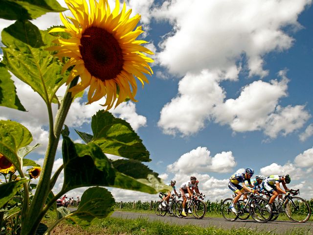 Tour de France 2012 Riders near Field with Sunflowers - The Riders of the Tour de France are passing near to field with sunflowers, during the seventh stage between Tomblaine and La Planche des Belles Filles on July 7, 2012. The annual race of bicycles of the Tour de France is held in France and the nearby countries. The 99-th edition of the Tour de France has begun in the city of Liege in Belgium on June 30th and is scheduled to end on the Champs-Elysees in Paris on July 22th 2012. It will be made in 20 stages and will cover a total distance of 3,497 kilometers. Besides Belgium and France, the tour will also pass through Switzerland. - , tour, tours, France, 2012, riders, rider, field, fields, sunflowers, sport, sports, places, place, travel, travels, trip, trips, stage, stages, Tomblaine, LaPlanche, Planche, Belles, Filles, July, annual, race, races, bicycles, bicycle, nearby, countries, country, 99-th, edition, editions, city, cities, Liege, Belgium, June, Champs-Elysees, Champs, Elysees, Paris, distance, distances, 3, 497, kilometers, kilometer, Switzerland - The Riders of the Tour de France are passing near to field with sunflowers, during the seventh stage between Tomblaine and La Planche des Belles Filles on July 7, 2012. The annual race of bicycles of the Tour de France is held in France and the nearby countries. The 99-th edition of the Tour de France has begun in the city of Liege in Belgium on June 30th and is scheduled to end on the Champs-Elysees in Paris on July 22th 2012. It will be made in 20 stages and will cover a total distance of 3,497 kilometers. Besides Belgium and France, the tour will also pass through Switzerland. Lösen Sie kostenlose Tour de France 2012 Riders near Field with Sunflowers Online Puzzle Spiele oder senden Sie Tour de France 2012 Riders near Field with Sunflowers Puzzle Spiel Gruß ecards  from puzzles-games.eu.. Tour de France 2012 Riders near Field with Sunflowers puzzle, Rätsel, puzzles, Puzzle Spiele, puzzles-games.eu, puzzle games, Online Puzzle Spiele, kostenlose Puzzle Spiele, kostenlose Online Puzzle Spiele, Tour de France 2012 Riders near Field with Sunflowers kostenlose Puzzle Spiel, Tour de France 2012 Riders near Field with Sunflowers Online Puzzle Spiel, jigsaw puzzles, Tour de France 2012 Riders near Field with Sunflowers jigsaw puzzle, jigsaw puzzle games, jigsaw puzzles games, Tour de France 2012 Riders near Field with Sunflowers Puzzle Spiel ecard, Puzzles Spiele ecards, Tour de France 2012 Riders near Field with Sunflowers Puzzle Spiel Gruß ecards