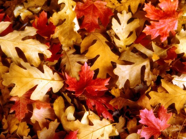 Autumn Oak Leaves Wallpaper juego de puzzle 