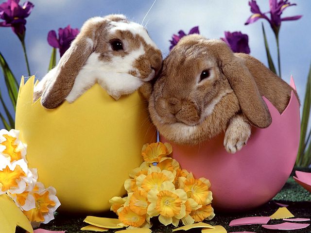 Easter Bunnies Wallpaper - Lovely wallpaper for Easter with two cute bunnies. The rabbit was a symbol of new life to pagans and the early Christians. - , Easter, bunnies, bunny, wallpaper, wallpapers, cartoon, cartoons, holiday, holidays, feast, feasts, celebration, celebrations, nature, natures, season, seasons, cute, rabbit, rabbits, symbol, symbols, new, life, lifes, pagans, pagan, early, Christians, Christian - Lovely wallpaper for Easter with two cute bunnies. The rabbit was a symbol of new life to pagans and the early Christians. Lösen Sie kostenlose Easter Bunnies Wallpaper Online Puzzle Spiele oder senden Sie Easter Bunnies Wallpaper Puzzle Spiel Gruß ecards  from puzzles-games.eu.. Easter Bunnies Wallpaper puzzle, Rätsel, puzzles, Puzzle Spiele, puzzles-games.eu, puzzle games, Online Puzzle Spiele, kostenlose Puzzle Spiele, kostenlose Online Puzzle Spiele, Easter Bunnies Wallpaper kostenlose Puzzle Spiel, Easter Bunnies Wallpaper Online Puzzle Spiel, jigsaw puzzles, Easter Bunnies Wallpaper jigsaw puzzle, jigsaw puzzle games, jigsaw puzzles games, Easter Bunnies Wallpaper Puzzle Spiel ecard, Puzzles Spiele ecards, Easter Bunnies Wallpaper Puzzle Spiel Gruß ecards