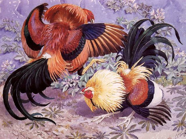 Fighting Cocks by Charles Tunnicliffe - 'Fighting cocks' is a beautiful painting by Charles Tunnicliffe (1901-1979), an internationally renowned British naturalistic painter of birds and other wildlife in their natural environment. Charles Frederick Tunnicliffe was born in Langley, near Macclesfield, Cheshire and spent his early years on the farm at Sutton, where he was able to observe the birds in nature. In 1916 he began to study at the Macclesfield School of Art and won a scholarship to the Royal College of Art in London. He spent most of his working life on the Isle of Anglesey. <br />
His work was characterized by its precision and accuracy in several techniques, including watercolor painting, etching and aquatint, woodcarving, woodcut and oil painting. He illustrated Henry Williamson, Brooke Bond and several books, including 'Ladybird Books'. - , fighting, cocks, cock, Charles, Tunnicliffe, art, arts, beautiful, painting, paintings, Frederick, 1901, 1979, internationally, British, naturalistic, painter, painters, birds, bird, wildlife, natural, environment, environments, Frederick, Langley, Macclesfield, Cheshire, early, years, year, farm, farms, Sutton, nature, 1916, Macclesfield, school, schools, scholarship, Royal, college, colleges, London, life, isle, Anglesey, precision, accuracy, techniques, technique, watercolor, etching, aquatint, woodcarving, woodcut, oil, Henry, Williamson, Brooke, Bond, books, book, including, Ladybird - 'Fighting cocks' is a beautiful painting by Charles Tunnicliffe (1901-1979), an internationally renowned British naturalistic painter of birds and other wildlife in their natural environment. Charles Frederick Tunnicliffe was born in Langley, near Macclesfield, Cheshire and spent his early years on the farm at Sutton, where he was able to observe the birds in nature. In 1916 he began to study at the Macclesfield School of Art and won a scholarship to the Royal College of Art in London. He spent most of his working life on the Isle of Anglesey. <br />
His work was characterized by its precision and accuracy in several techniques, including watercolor painting, etching and aquatint, woodcarving, woodcut and oil painting. He illustrated Henry Williamson, Brooke Bond and several books, including 'Ladybird Books'. Solve free online Fighting Cocks by Charles Tunnicliffe puzzle games or send Fighting Cocks by Charles Tunnicliffe puzzle game greeting ecards  from puzzles-games.eu.. Fighting Cocks by Charles Tunnicliffe puzzle, puzzles, puzzles games, puzzles-games.eu, puzzle games, online puzzle games, free puzzle games, free online puzzle games, Fighting Cocks by Charles Tunnicliffe free puzzle game, Fighting Cocks by Charles Tunnicliffe online puzzle game, jigsaw puzzles, Fighting Cocks by Charles Tunnicliffe jigsaw puzzle, jigsaw puzzle games, jigsaw puzzles games, Fighting Cocks by Charles Tunnicliffe puzzle game ecard, puzzles games ecards, Fighting Cocks by Charles Tunnicliffe puzzle game greeting ecard