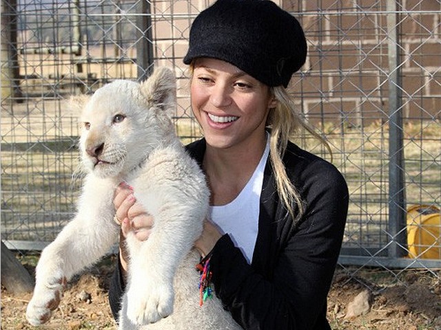 World Cup 2010 Shakira plays with Lion Cub - The international superstar Shakira plays with lion cub Ferdinand at 'The Lion Park' near Johannesburg during her stay in South Africa for the FIFA World Cup 2010 tournament (July 8, 2010). - , World, Cup, 2010, Shakira, lion, lions, cub, cubs, celebrities, celebrity, music, musics, performance, performances, show, shows, celebration, celebrations, sport, sports, tournament, tournaments, international, superstar, superstars, Ferdinand, Lion, Park, Johannesburg, South, Africa, FIFA - The international superstar Shakira plays with lion cub Ferdinand at 'The Lion Park' near Johannesburg during her stay in South Africa for the FIFA World Cup 2010 tournament (July 8, 2010). Решайте бесплатные онлайн World Cup 2010 Shakira plays with Lion Cub пазлы игры или отправьте World Cup 2010 Shakira plays with Lion Cub пазл игру приветственную открытку  из puzzles-games.eu.. World Cup 2010 Shakira plays with Lion Cub пазл, пазлы, пазлы игры, puzzles-games.eu, пазл игры, онлайн пазл игры, игры пазлы бесплатно, бесплатно онлайн пазл игры, World Cup 2010 Shakira plays with Lion Cub бесплатно пазл игра, World Cup 2010 Shakira plays with Lion Cub онлайн пазл игра , jigsaw puzzles, World Cup 2010 Shakira plays with Lion Cub jigsaw puzzle, jigsaw puzzle games, jigsaw puzzles games, World Cup 2010 Shakira plays with Lion Cub пазл игра открытка, пазлы игры открытки, World Cup 2010 Shakira plays with Lion Cub пазл игра приветственная открытка
