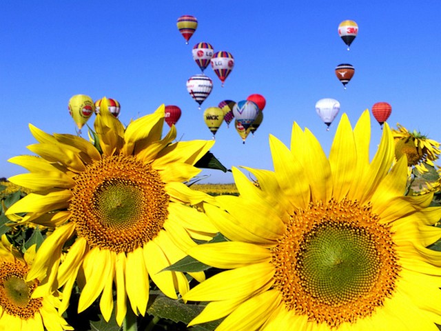 Air Ballons over Sunflowers - Colored hot air ballons flying over a field of sunflowers during the World Air Games in Seville. - , air, ballons, ballon, sunflowers, sunflower, flowers, flower, hot, World, Air, Games, game, Sevile - Colored hot air ballons flying over a field of sunflowers during the World Air Games in Seville. Solve free online Air Ballons over Sunflowers puzzle games or send Air Ballons over Sunflowers puzzle game greeting ecards  from puzzles-games.eu.. Air Ballons over Sunflowers puzzle, puzzles, puzzles games, puzzles-games.eu, puzzle games, online puzzle games, free puzzle games, free online puzzle games, Air Ballons over Sunflowers free puzzle game, Air Ballons over Sunflowers online puzzle game, jigsaw puzzles, Air Ballons over Sunflowers jigsaw puzzle, jigsaw puzzle games, jigsaw puzzles games, Air Ballons over Sunflowers puzzle game ecard, puzzles games ecards, Air Ballons over Sunflowers puzzle game greeting ecard